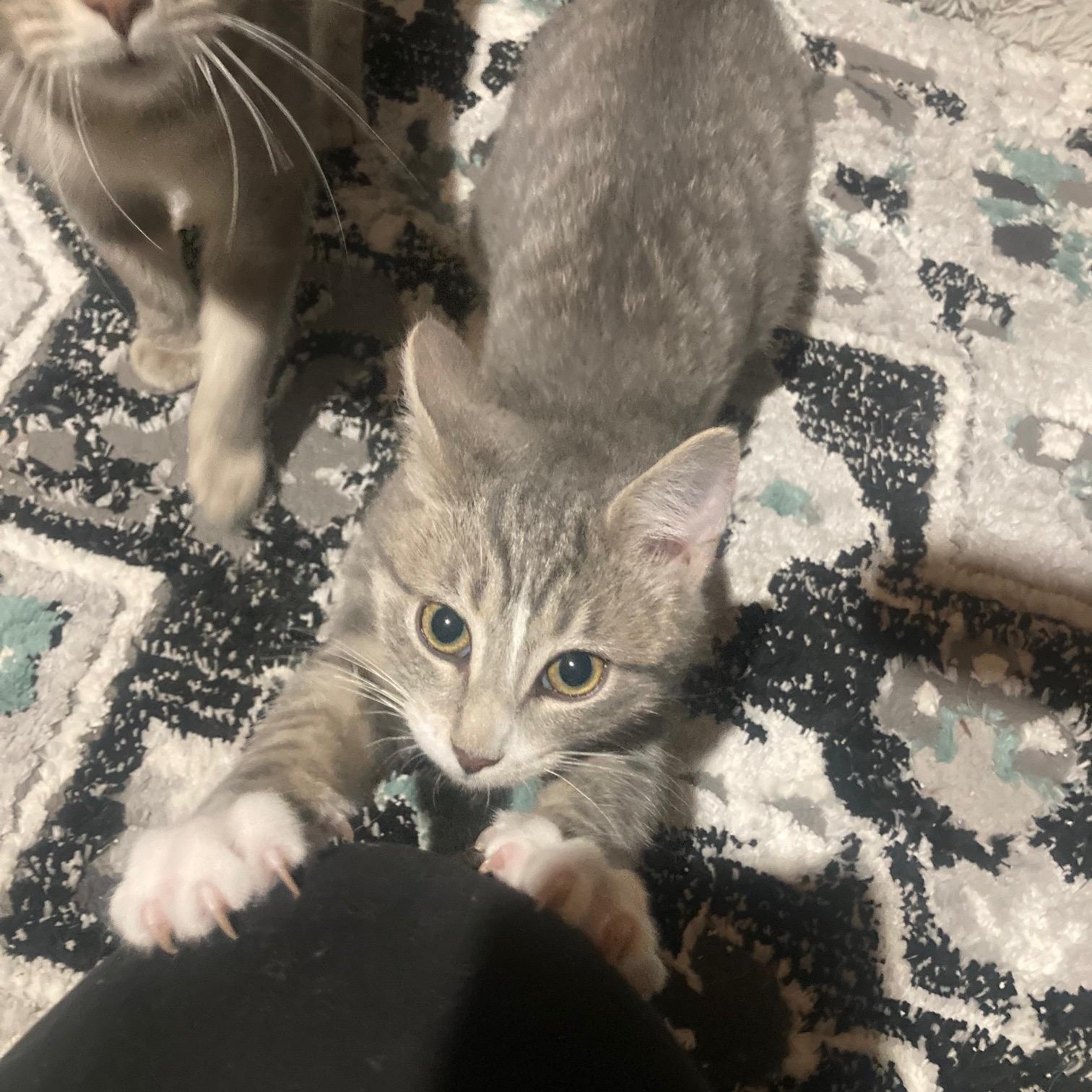 Enlarge Barley, an adopted Domestic Short Hair in Lake Orion, MI image 5/5