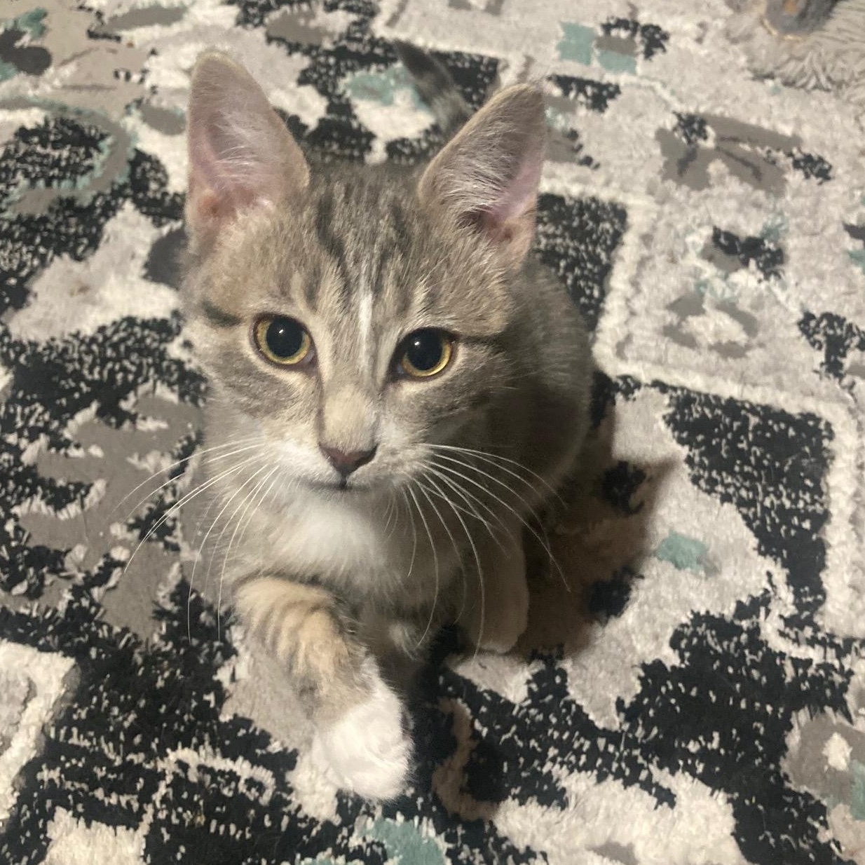 Enlarge Barley, an adopted Domestic Short Hair in Lake Orion, MI image 1/5