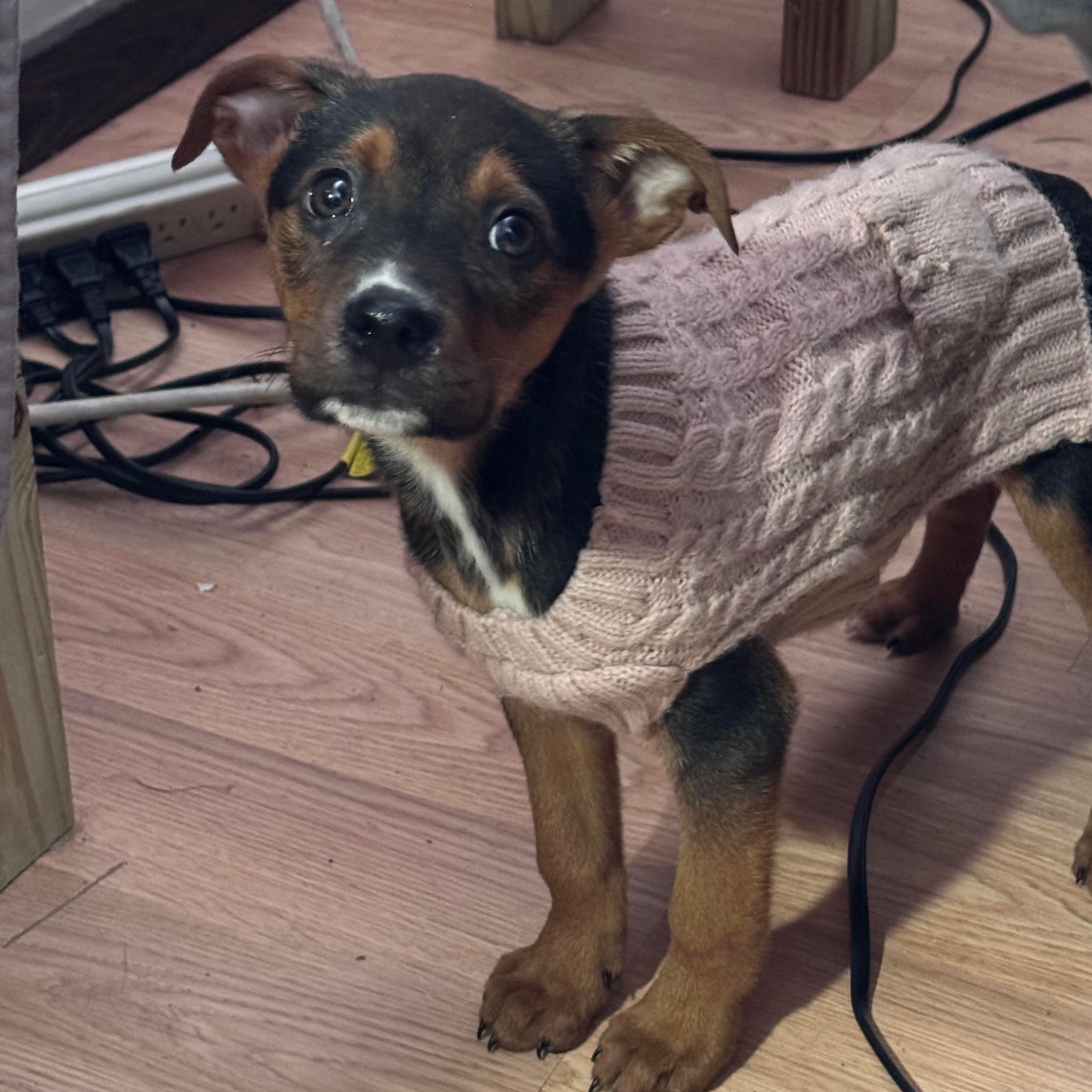 Eve, ADOPTABLE, Puppy Female Hound & Labrador Retriever.