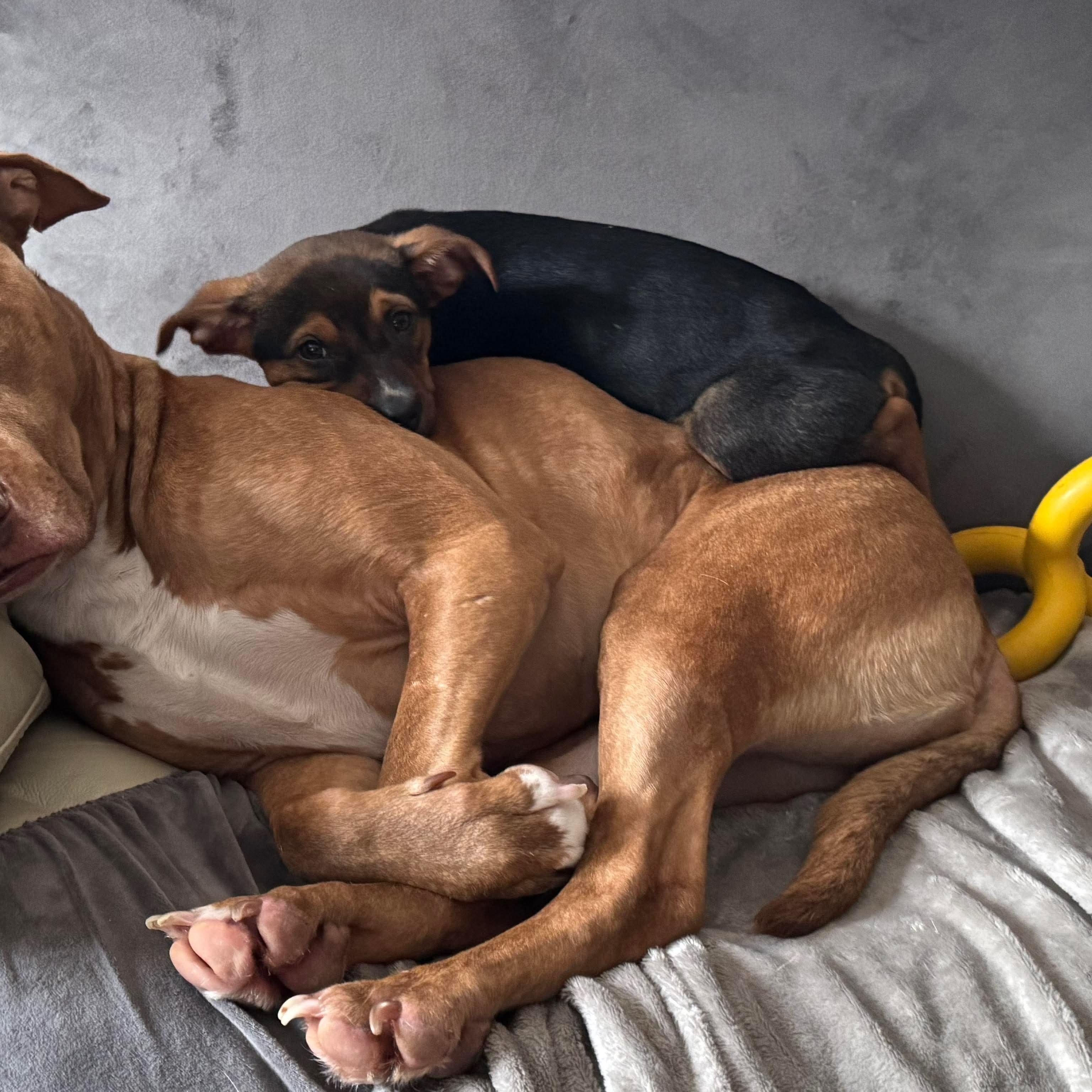 Enlarge Eve, a ADOPTABLE mixed breed in Bethlehem, PA image 3/4