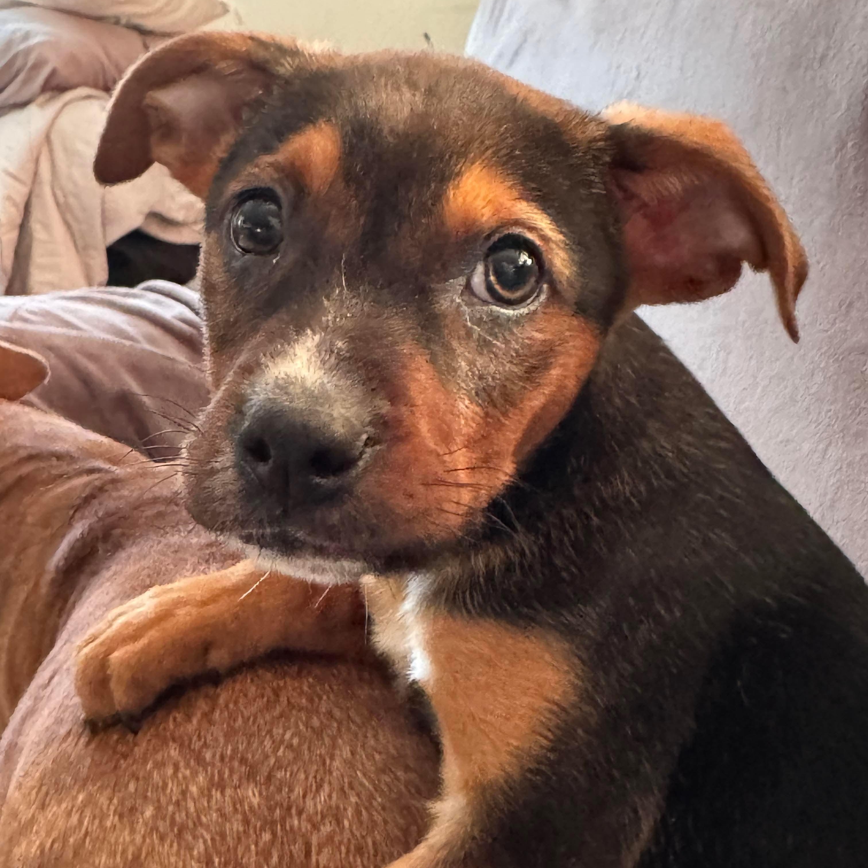 Enlarge Eve, a ADOPTABLE mixed breed in Bethlehem, PA image 4/4