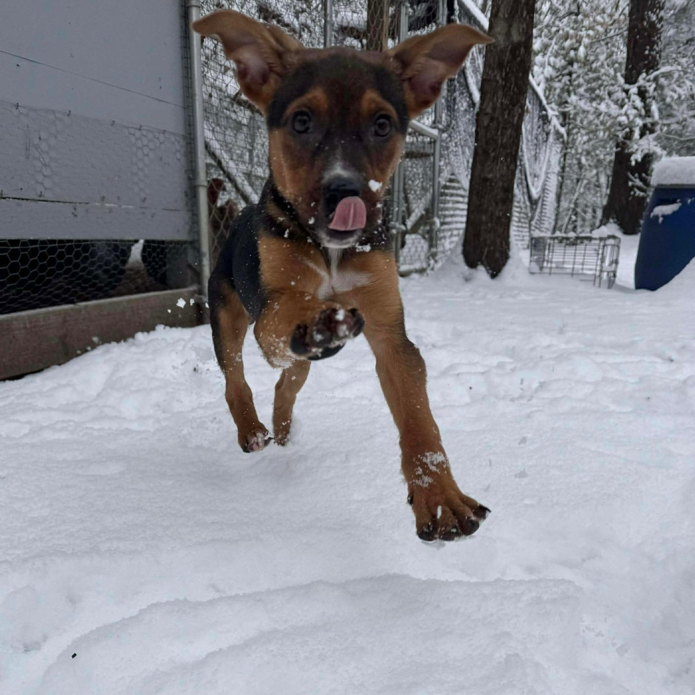 Enlarge Eve, an adopted mixed breed in Bethlehem, PA image 1/6