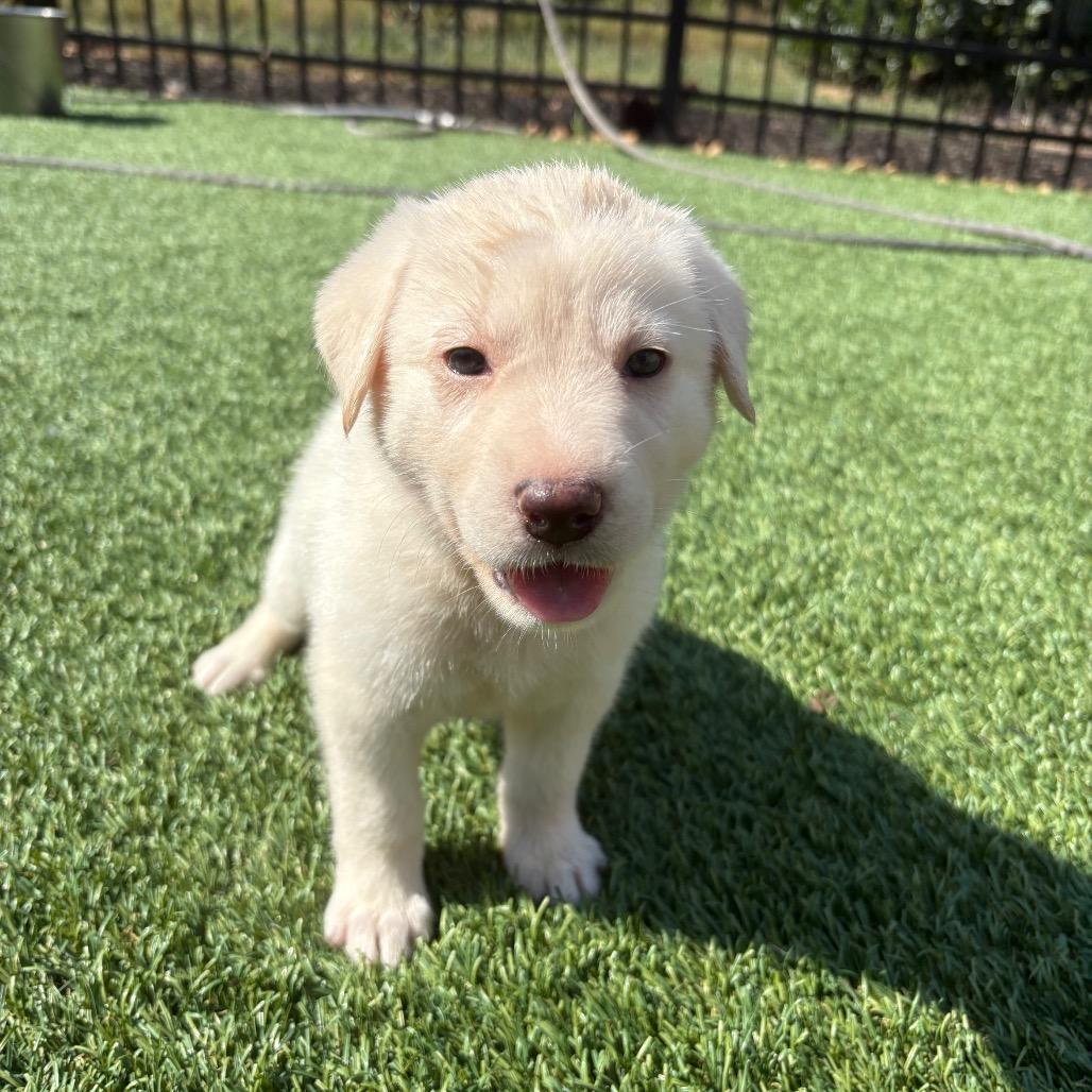 Enlarge Remi, a Adoptable mixed breed in Cordova, TN image 2/5
