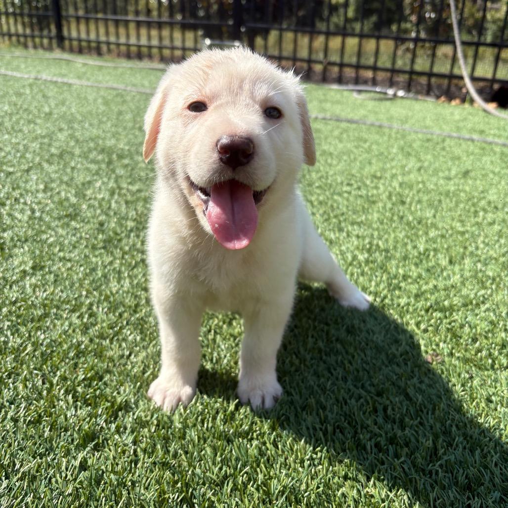 Enlarge Remi, a Adoptable mixed breed in Cordova, TN image 4/5