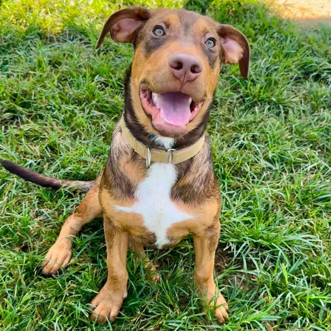 Enlarge Charlie, a ADOPTABLE mixed breed in Cheshire, CT image 1/5