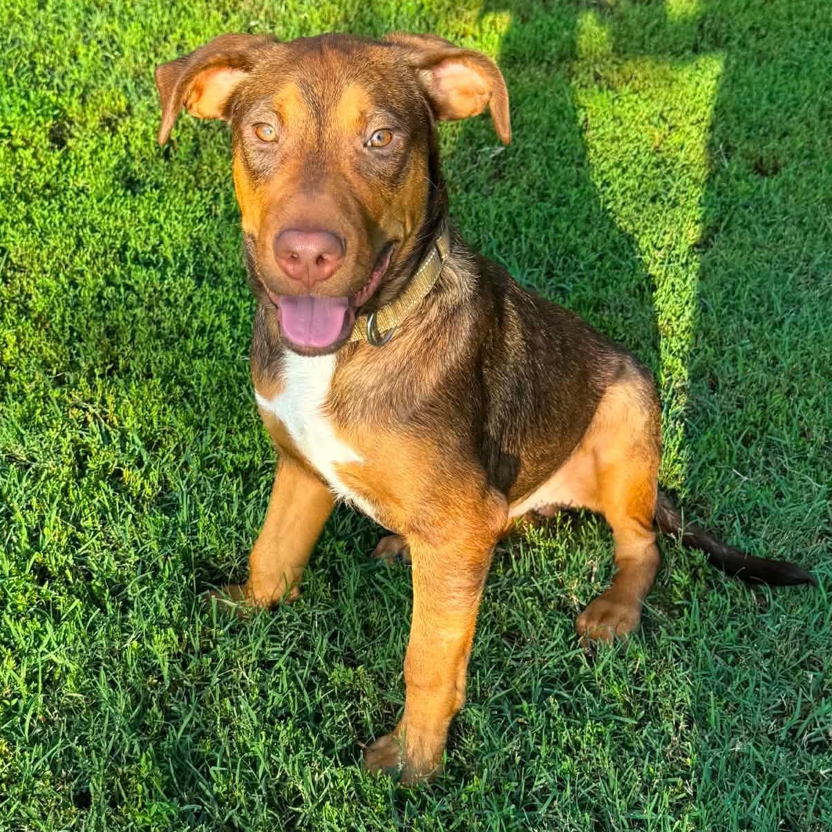 Enlarge Charlie, a ADOPTABLE mixed breed in Cheshire, CT image 2/5
