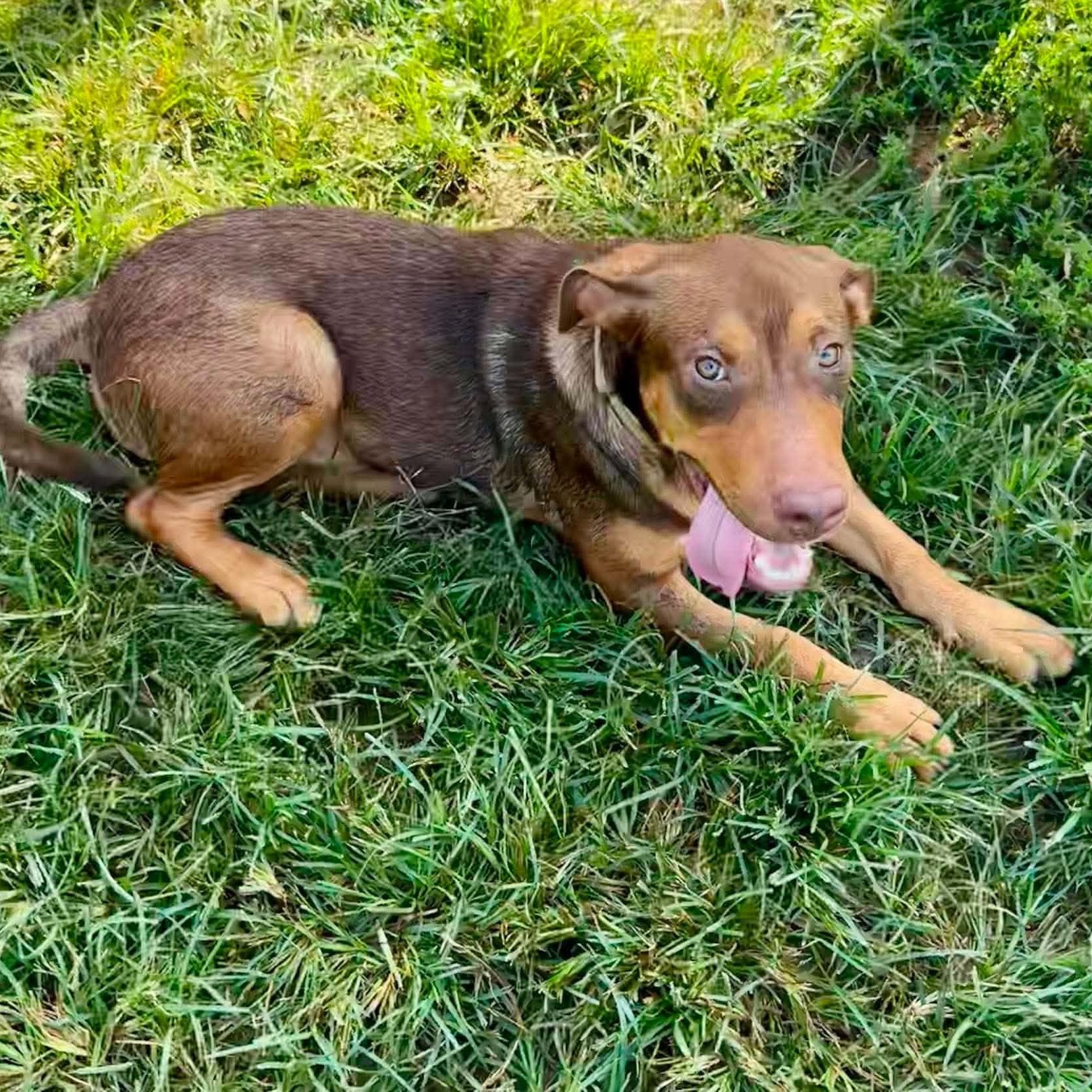 Enlarge Charlie, a ADOPTABLE mixed breed in Cheshire, CT image 3/5