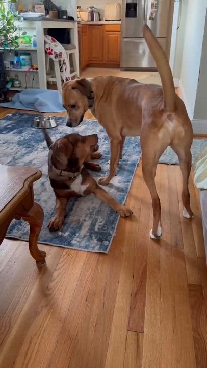 Enlarge Charlie, a ADOPTABLE mixed breed in Cheshire, CT video 4/5