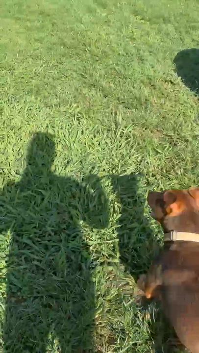 Enlarge Charlie, a ADOPTABLE mixed breed in Cheshire, CT video 5/5