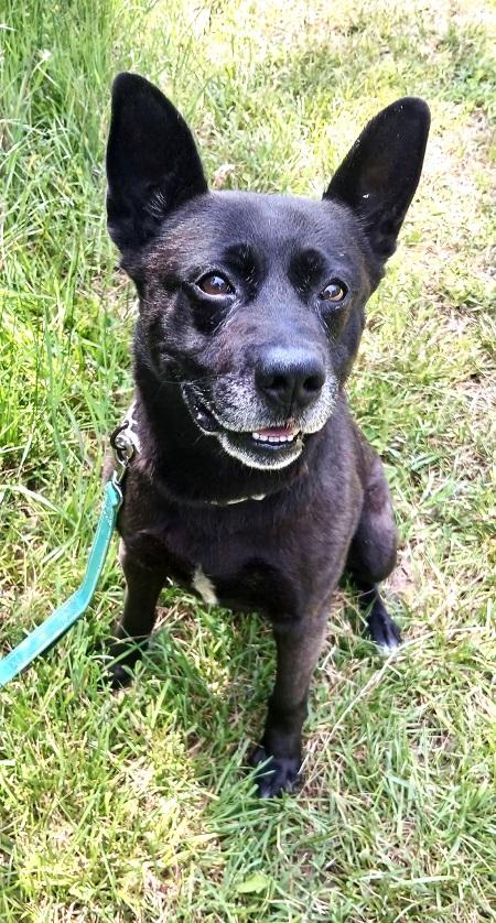 BEAR, an adoptable mixed breed in Pegram, TN image 4/5