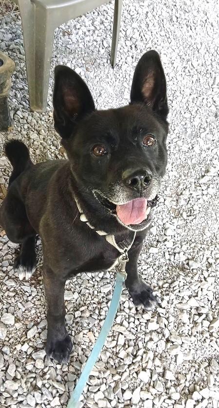 BEAR, adoptable, Adult Male Mixed Breed.