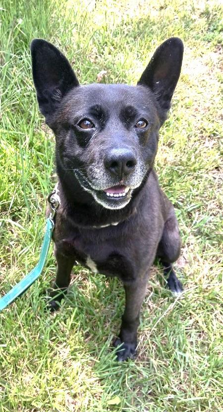BEAR, adoptable, Adult Male Labrador Retriever.