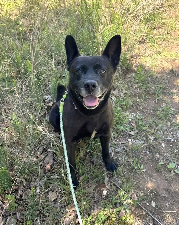 Enlarge BEAR, an adoptable mixed breed in Pegram, TN image 6/6