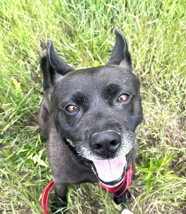 BEAR, an adoptable mixed breed in Pegram, TN image 3/5