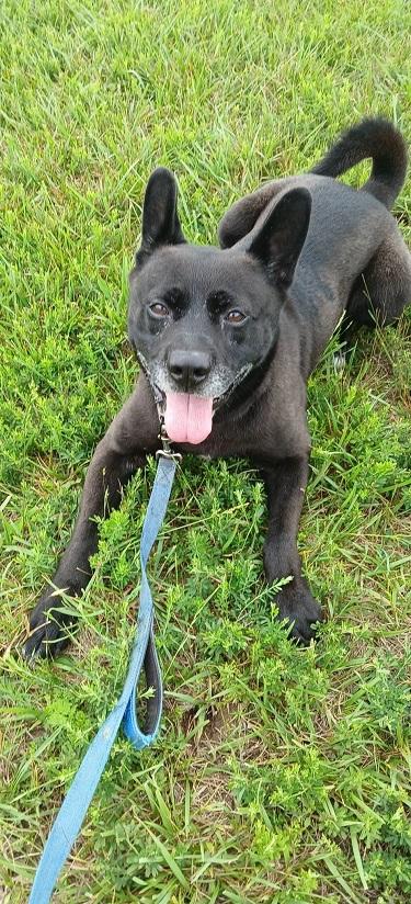 Enlarge BEAR, an adoptable mixed breed in Pegram, TN image 5/6