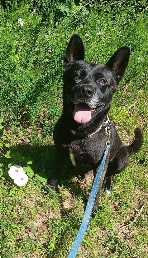 BEAR, adoptable, Adult Male Mixed Breed.