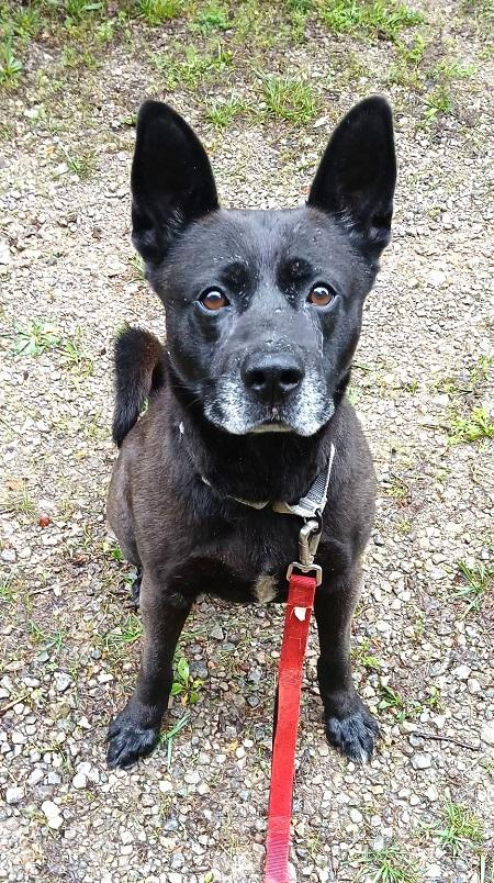 BEAR, an adoptable mixed breed in Pegram, TN image 5/5