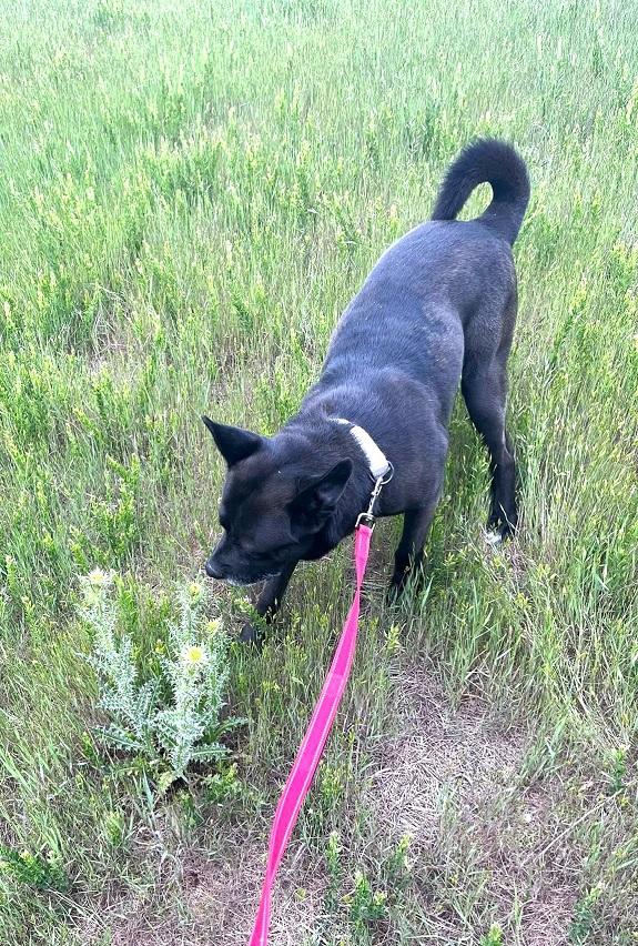 BEAR, an adoptable mixed breed in Pegram, TN image 2/5