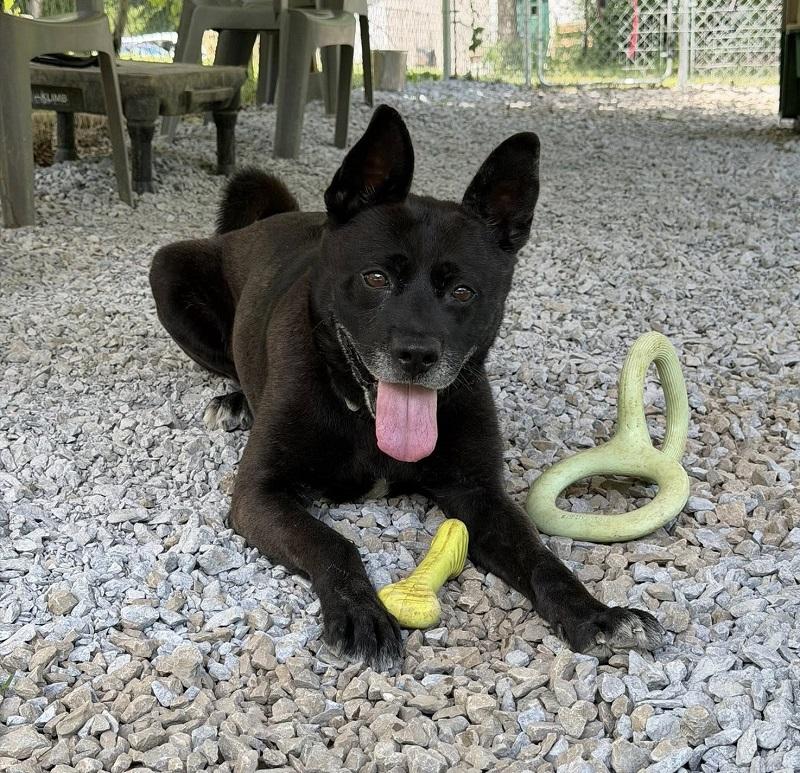 Enlarge BEAR, an adoptable mixed breed in Pegram, TN image 3/6