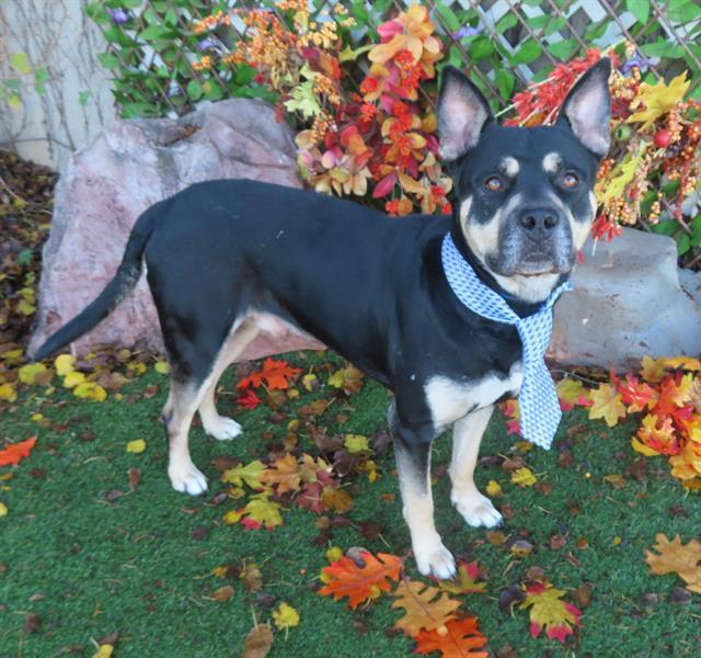 Enlarge DUKE, a Adoptable mixed breed in Oklahoma City, OK image 1/1