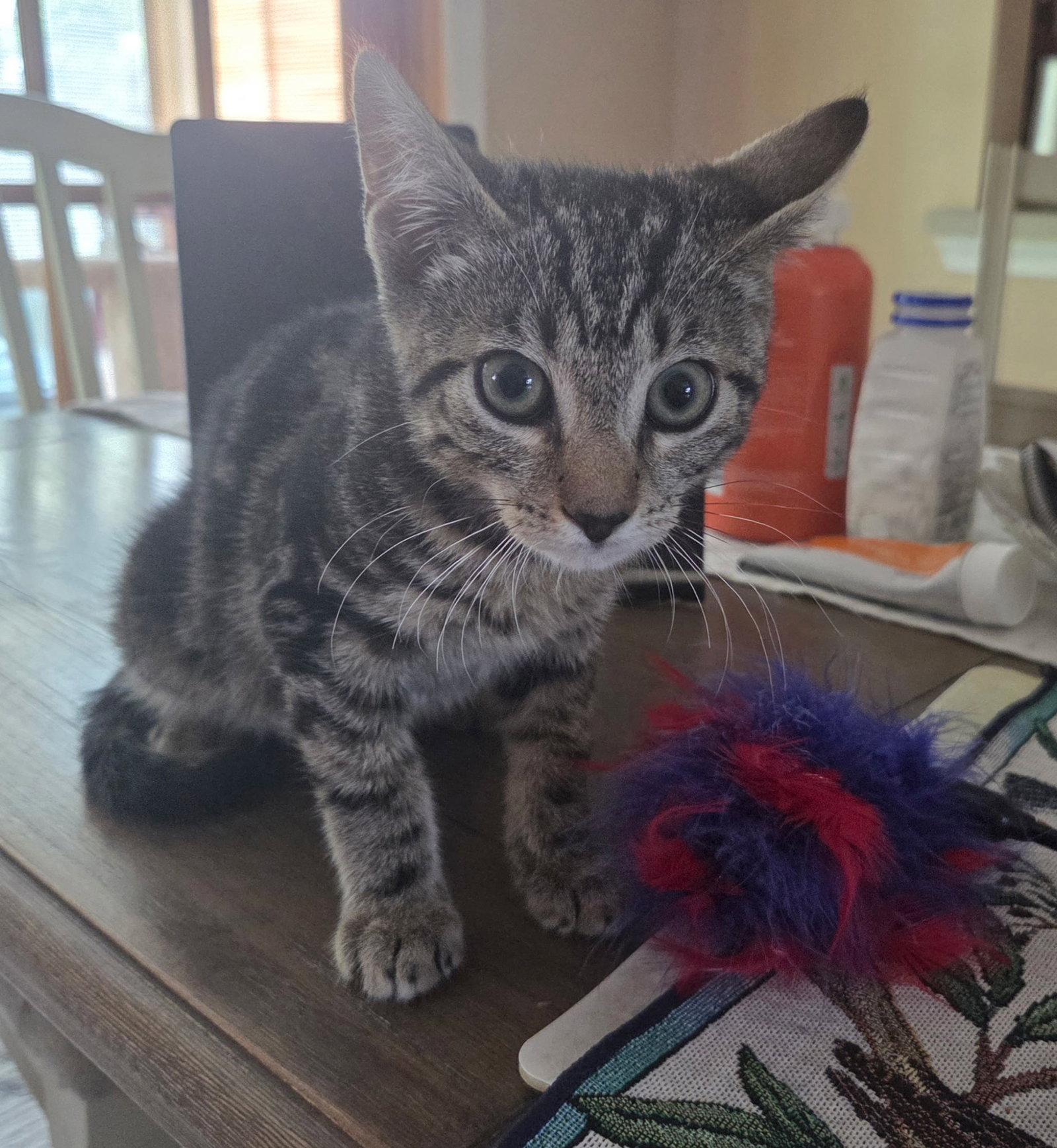 Chives K, Adopted, Kitten Male Domestic Short Hair.