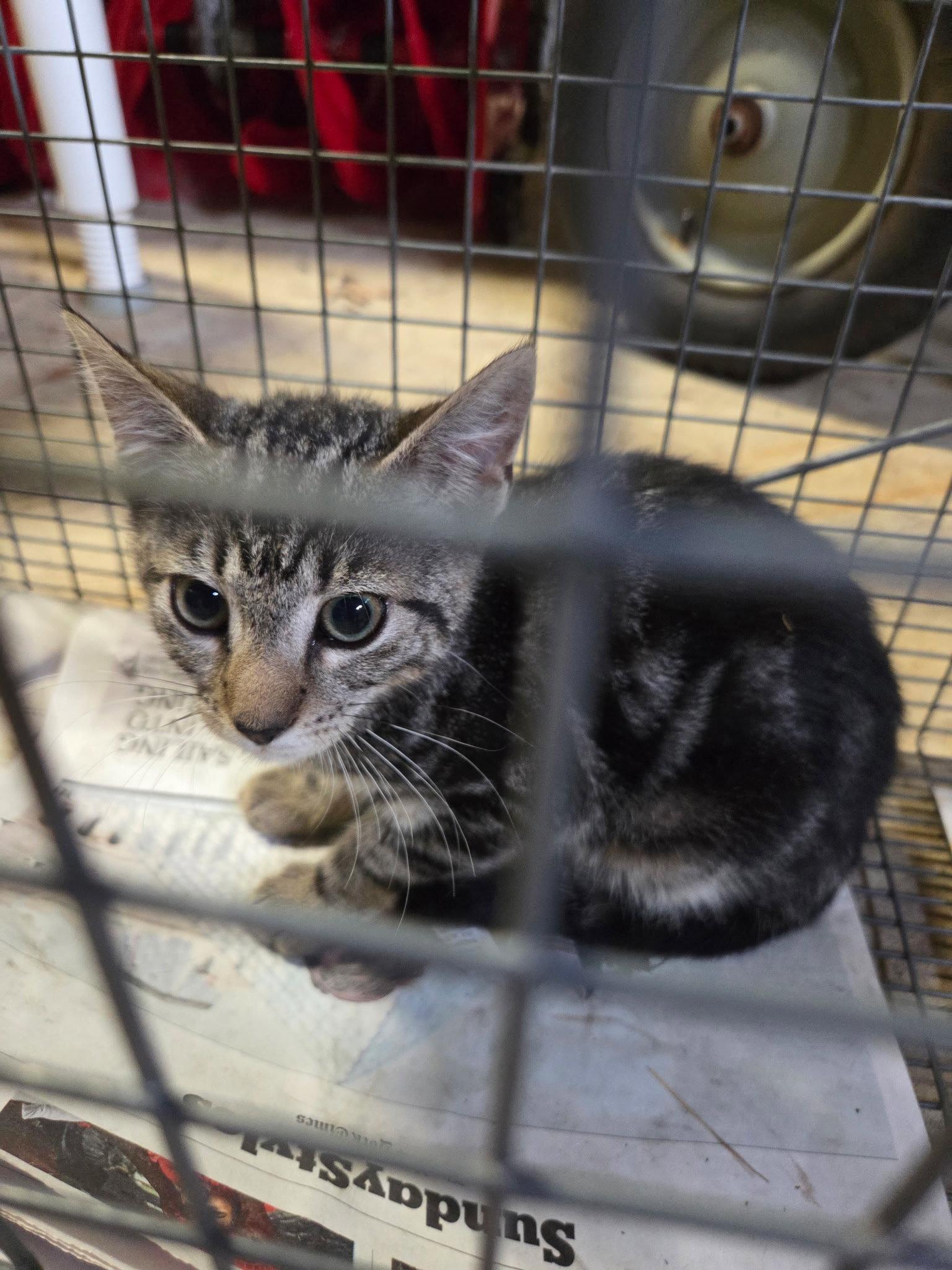 Chives K, a Adopted Domestic Short Hair in Trenton, NJ image 2/3