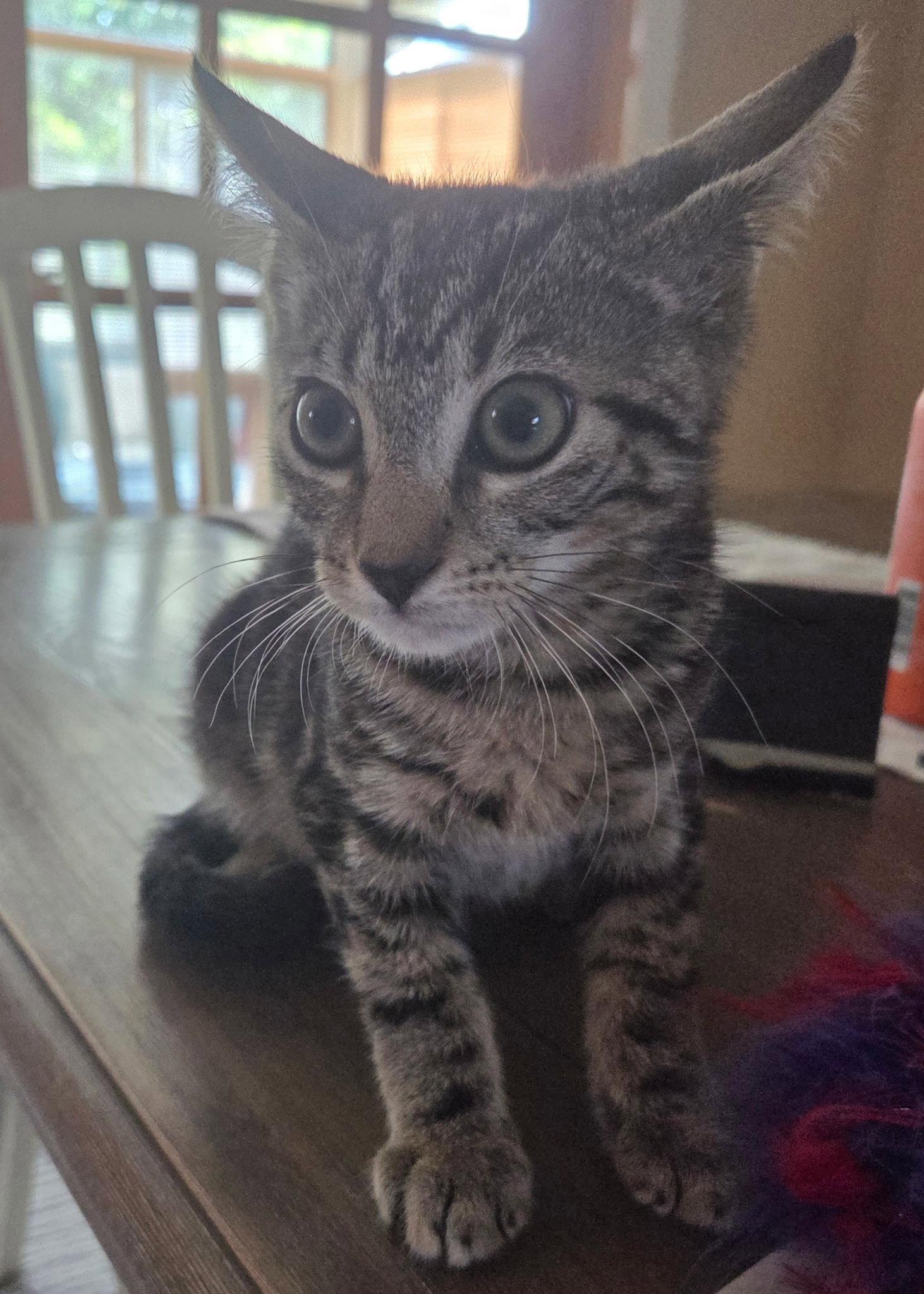 Chives K, a Adopted Domestic Short Hair in Trenton, NJ image 3/3