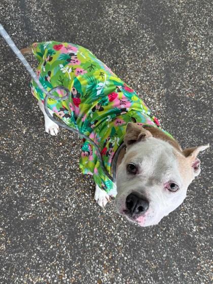 Enlarge Benji (in Foster), a Adoptable mixed breed in New Orleans, LA image 1/3