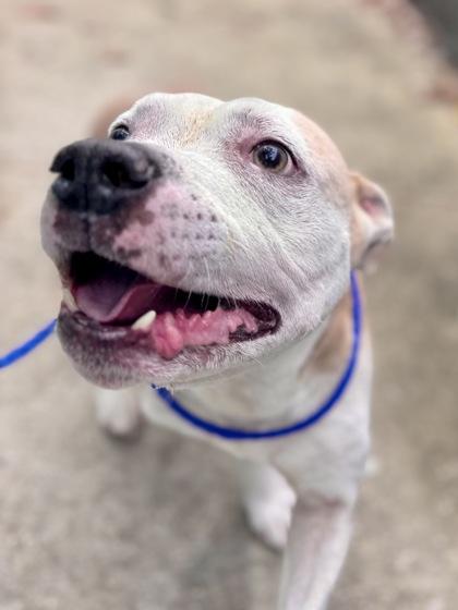 Benji (in Foster), Adoptable, Adult Male Pit Bull Terrier & Mixed Breed.