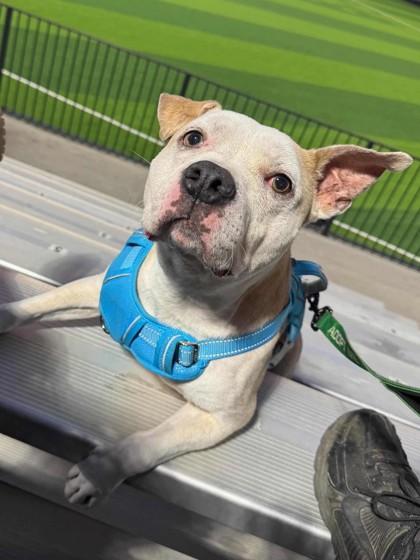 Benji (in Foster), Adoptable, Adult Male Pit Bull Terrier & Mixed Breed.