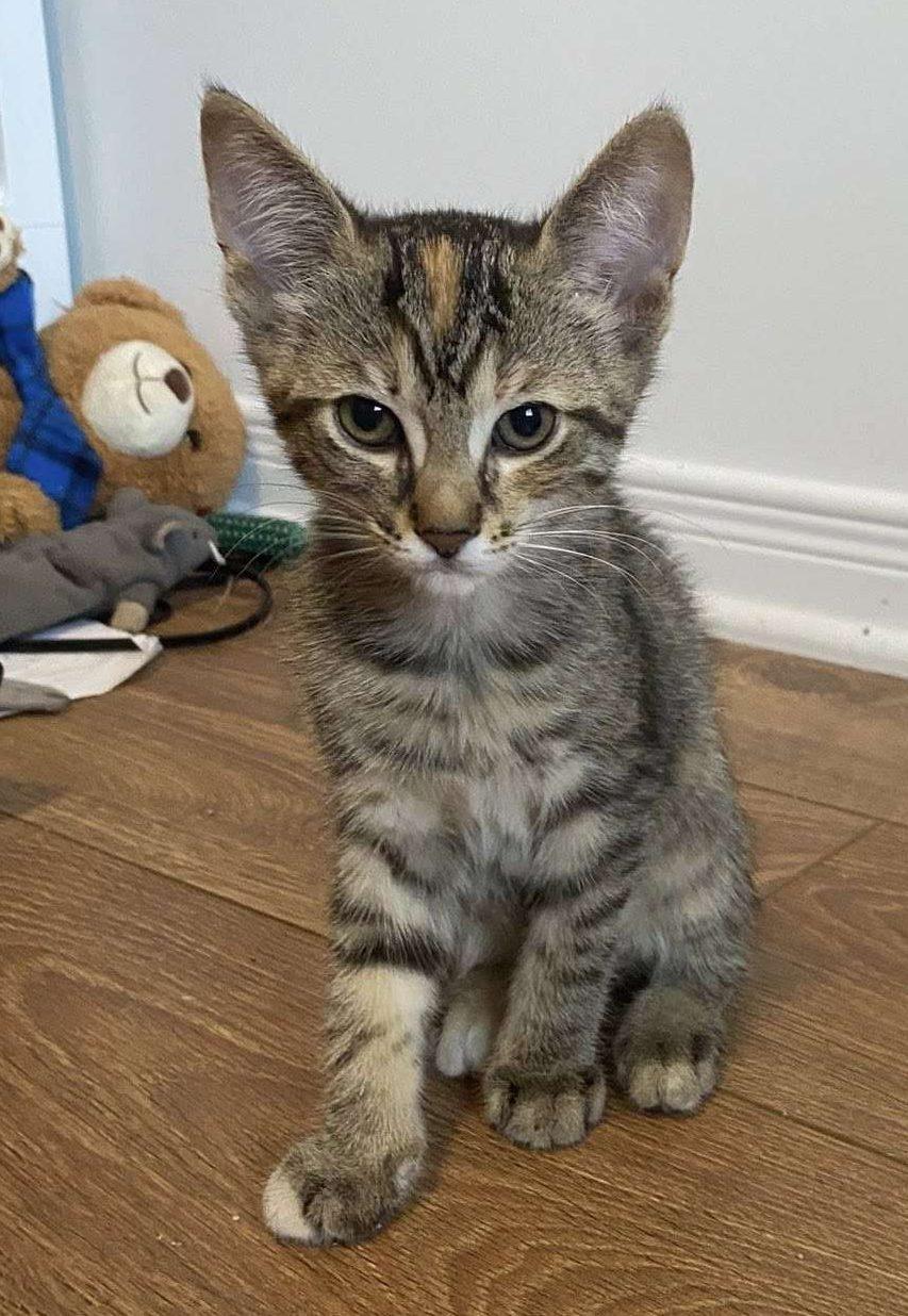 Aurora, an adoptable Domestic Short Hair in Nepean, ON_image-1