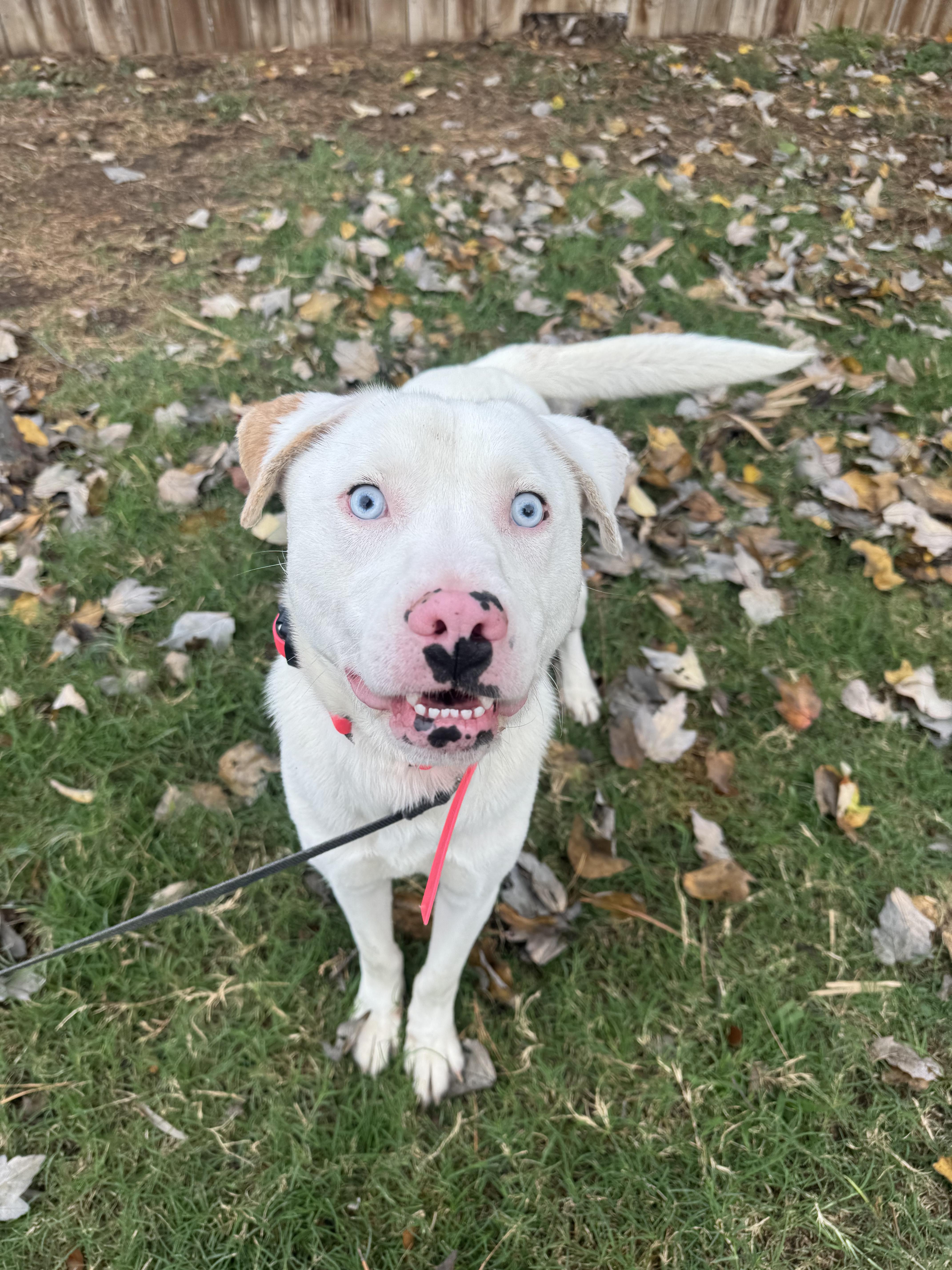 Enlarge Enzo, a Adoptable mixed breed in New Orleans, LA image 1/6