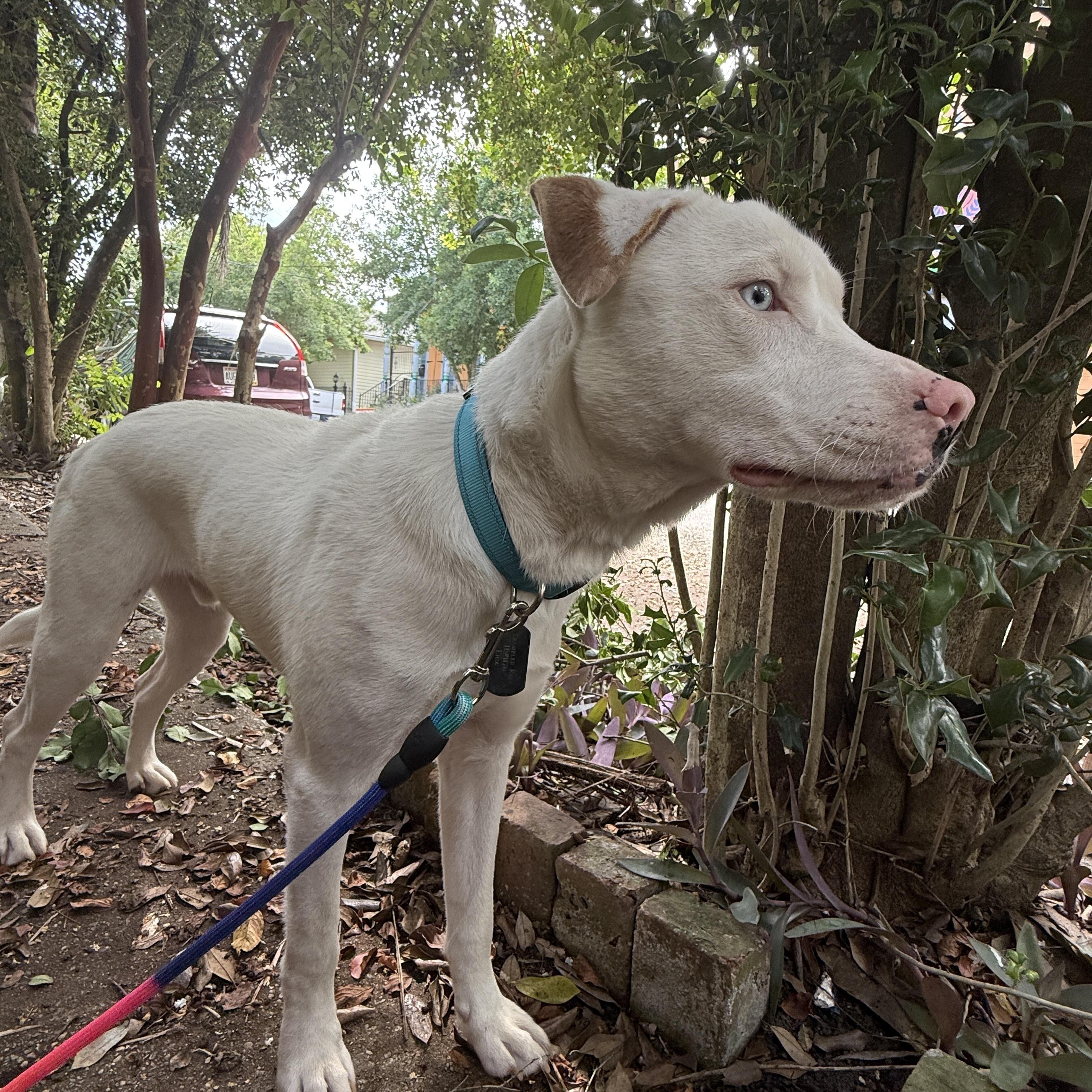 Enlarge Enzo, a Adoptable mixed breed in New Orleans, LA image 3/6