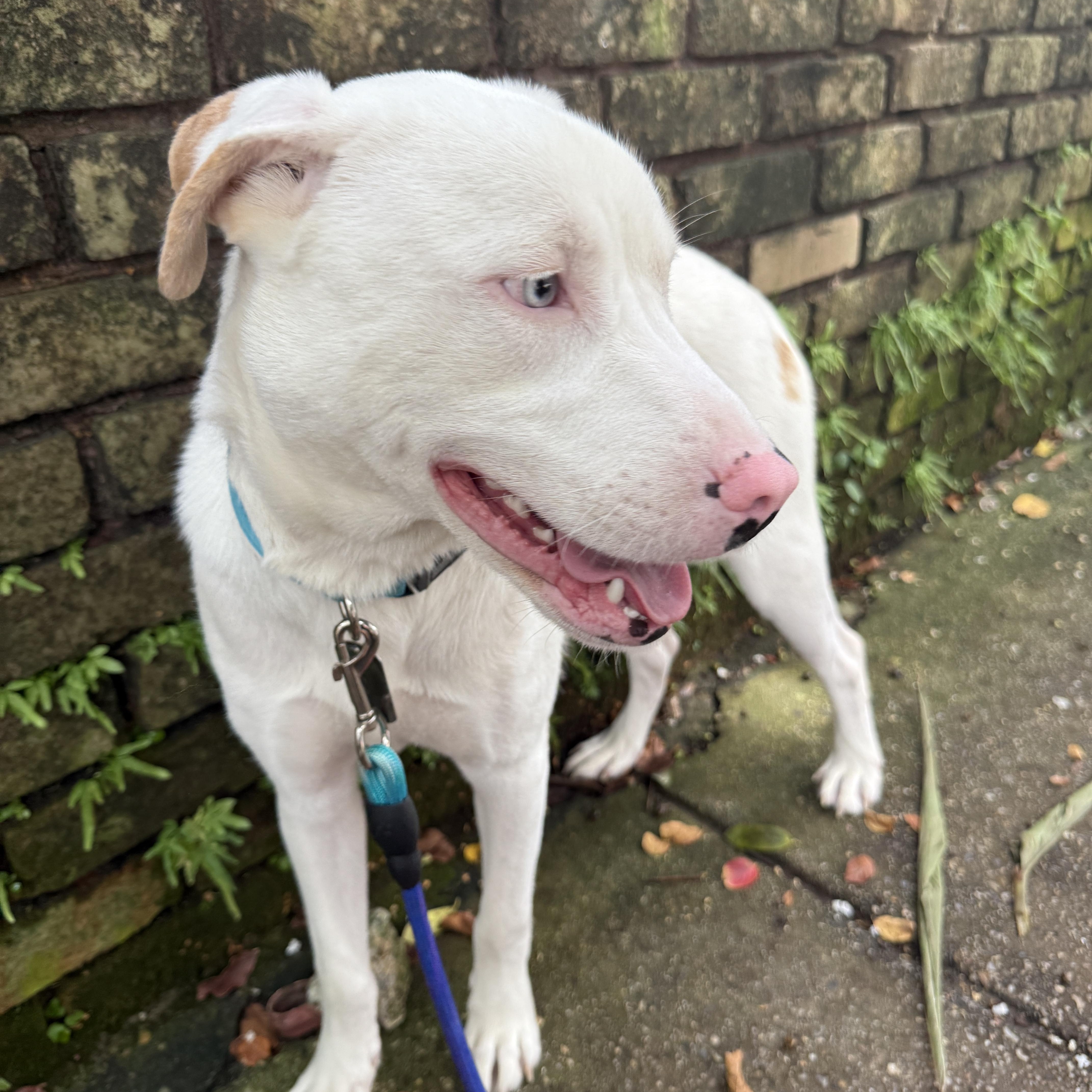 Enlarge Enzo, a Adoptable mixed breed in New Orleans, LA image 5/6