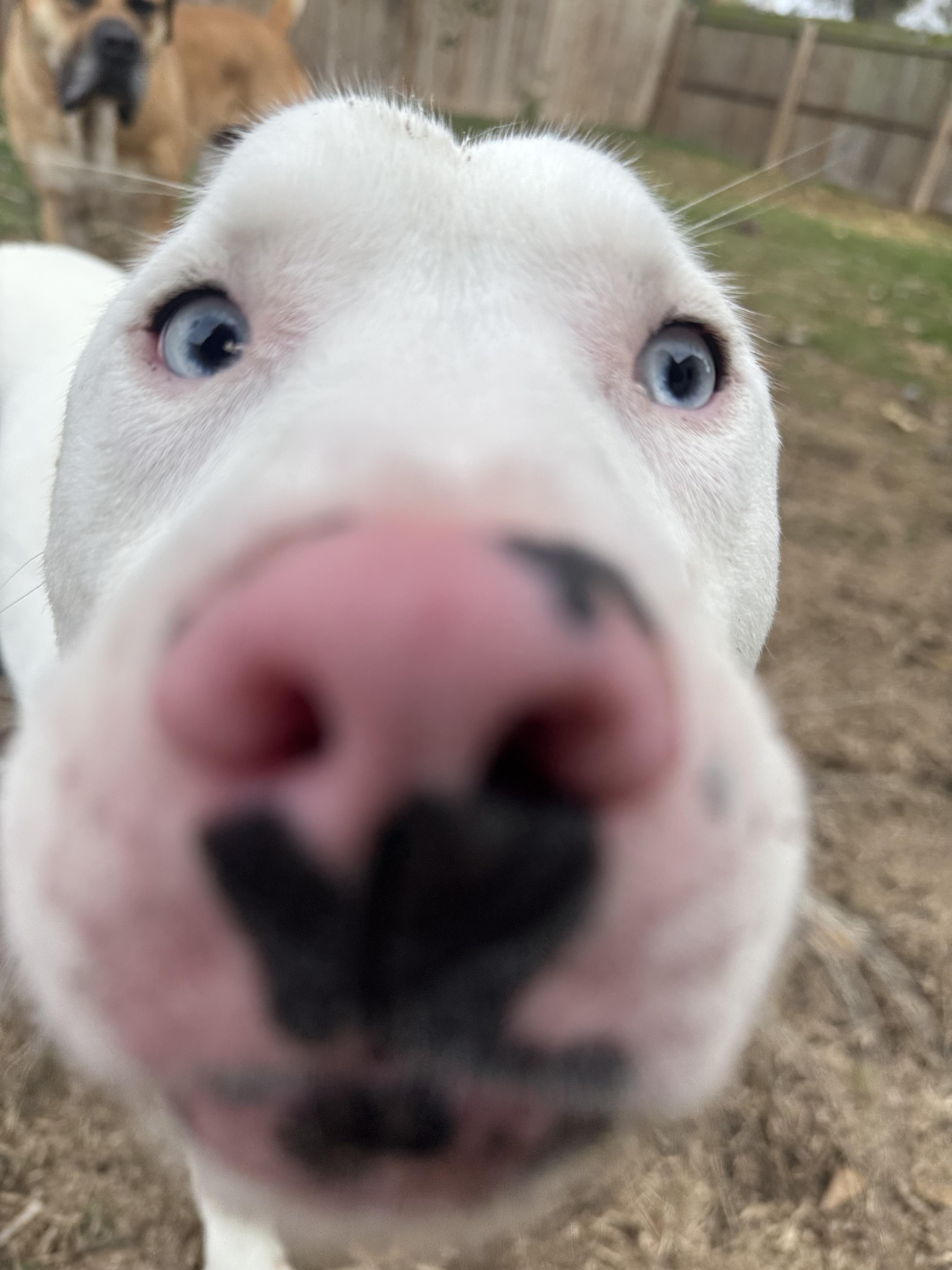 Enlarge Enzo, a Adoptable mixed breed in New Orleans, LA image 4/6