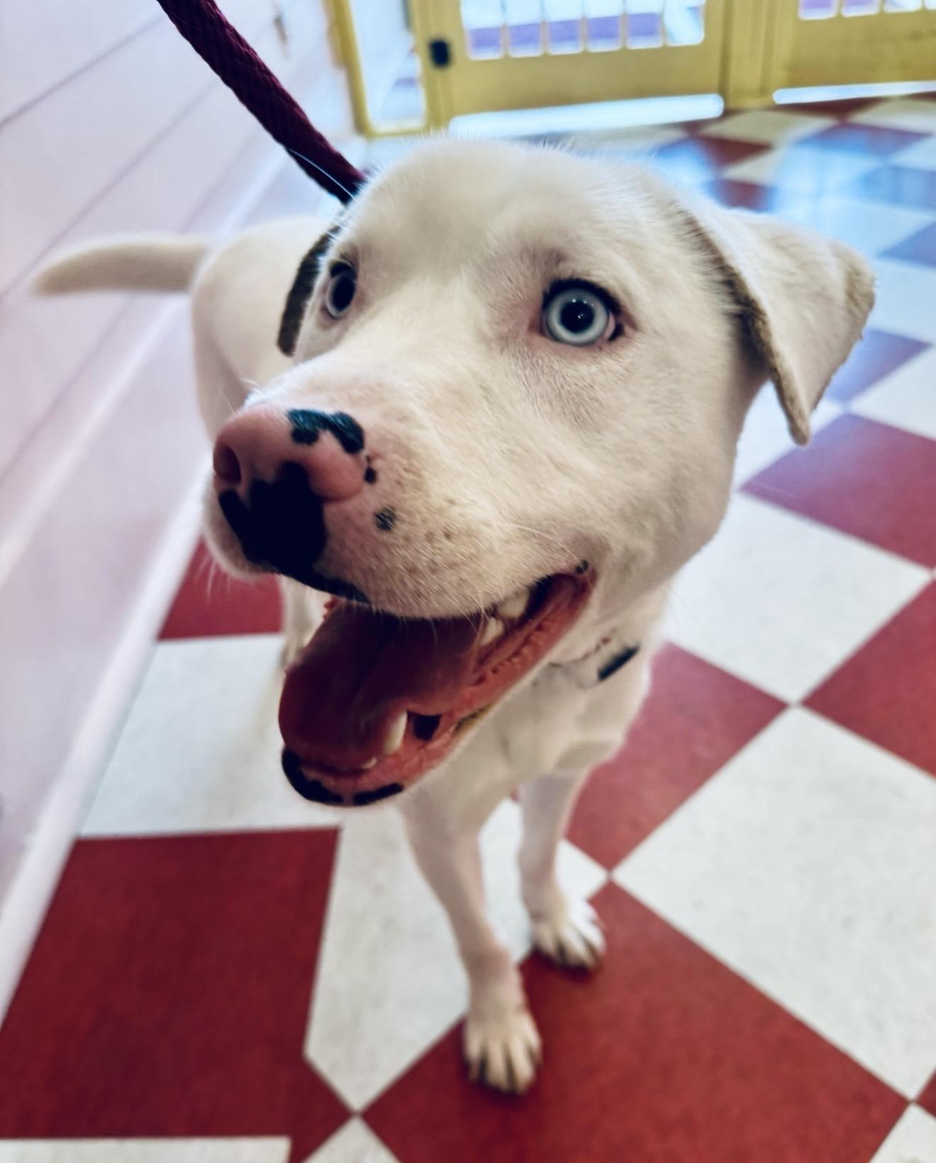 Enzo, adoptable, Young Male Australian Shepherd & Catahoula Leopard Dog.