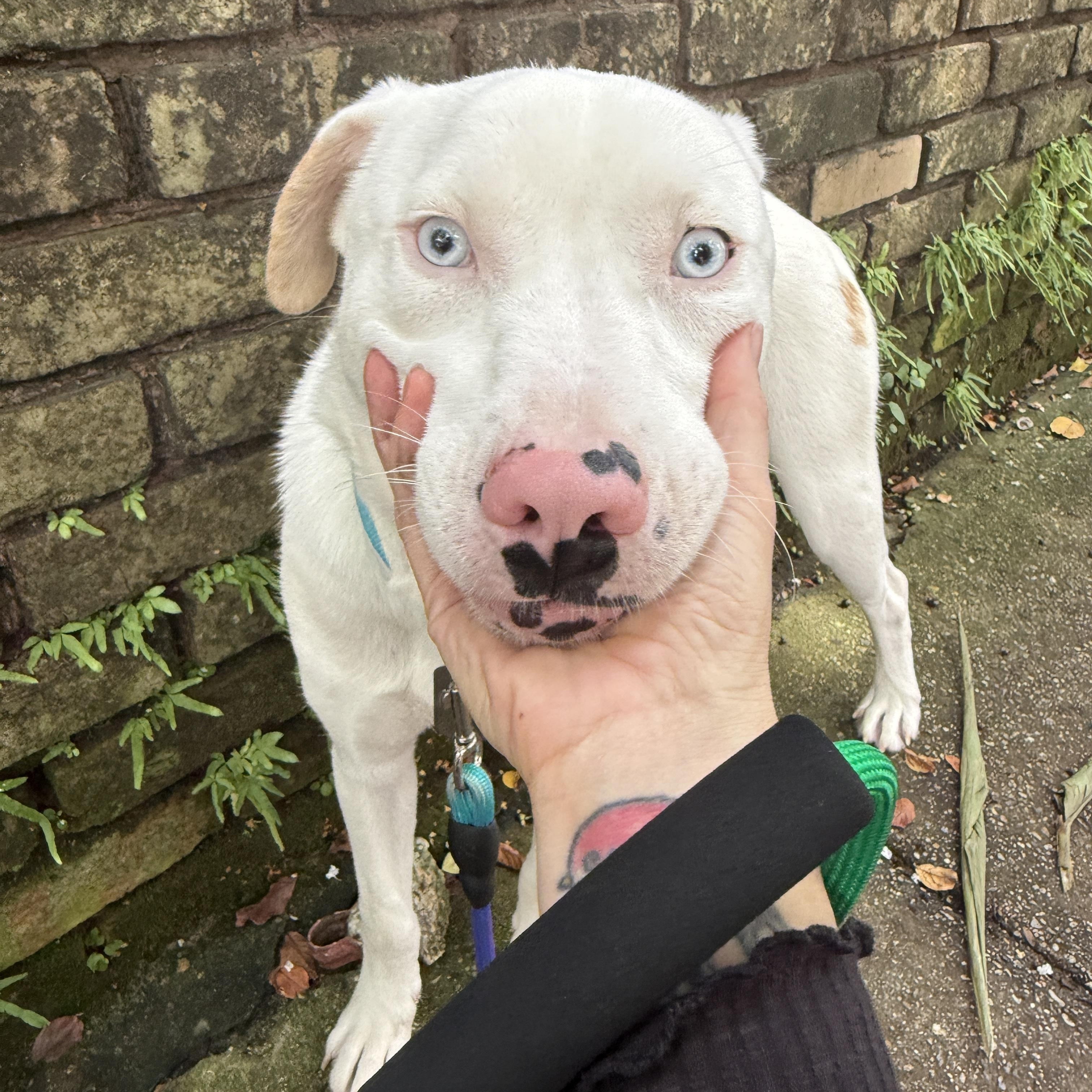 Enlarge Enzo, a Adoptable mixed breed in New Orleans, LA image 1/6