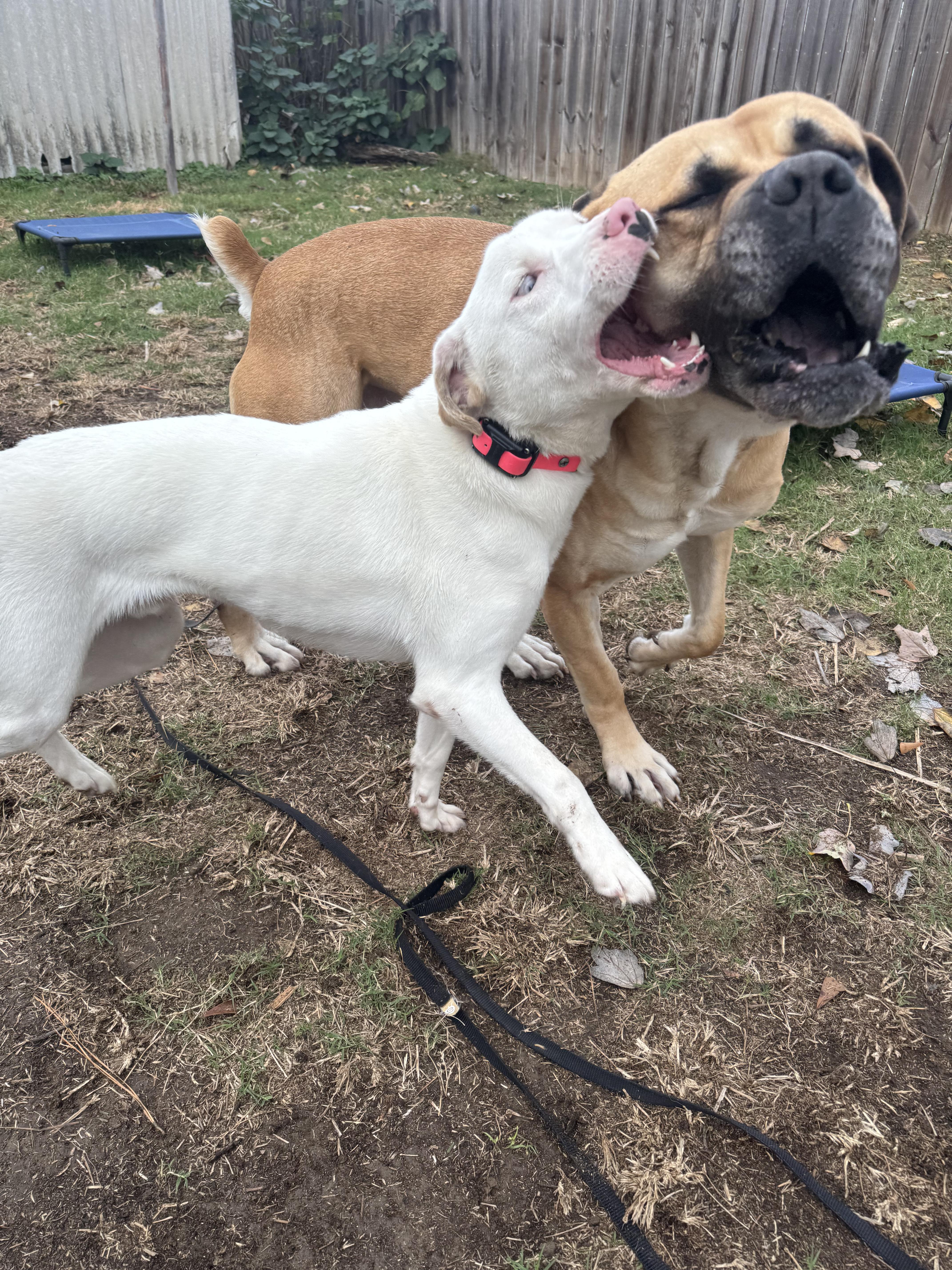 Enlarge Enzo, a Adoptable mixed breed in New Orleans, LA image 3/6