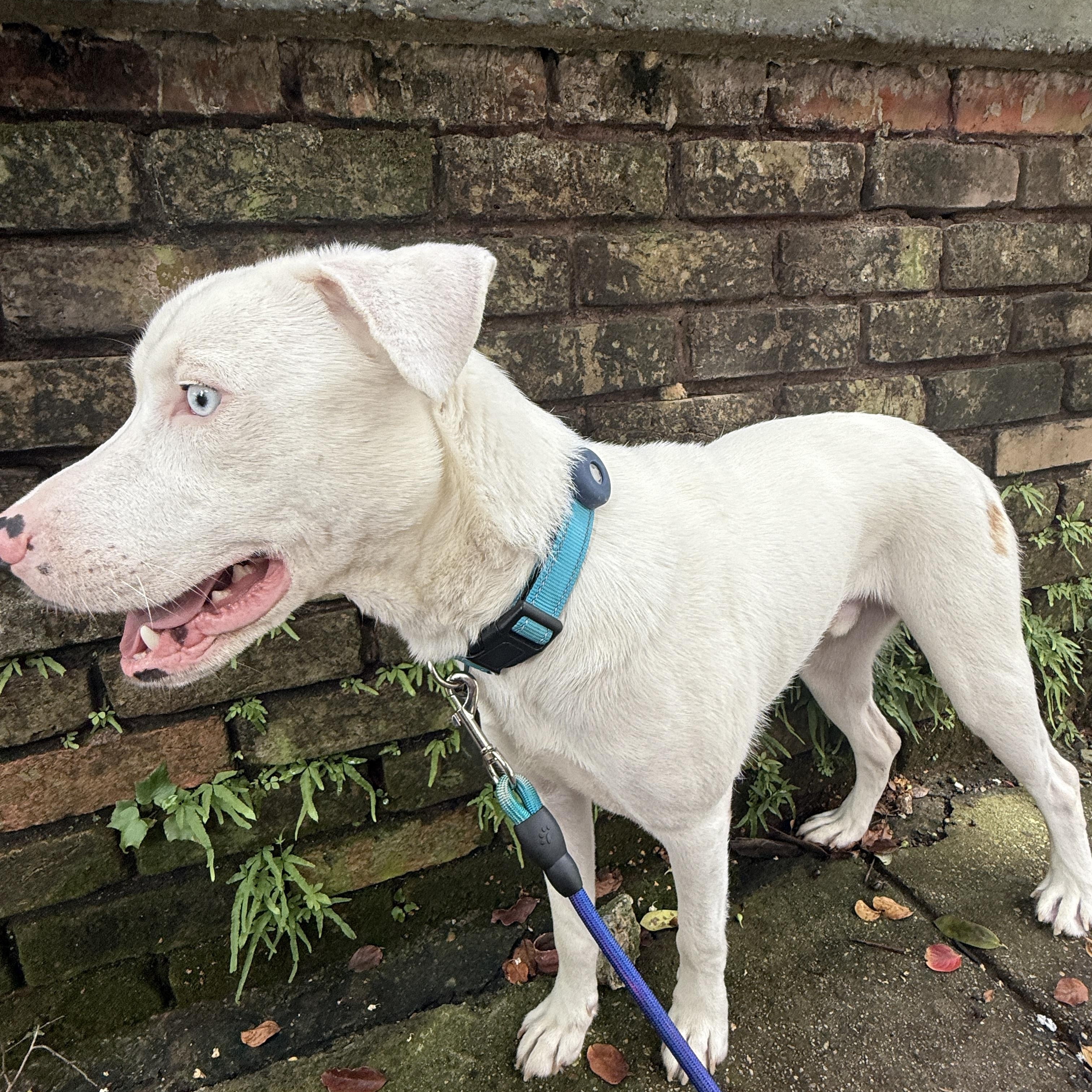 Enlarge Enzo, a Adoptable mixed breed in New Orleans, LA image 6/6