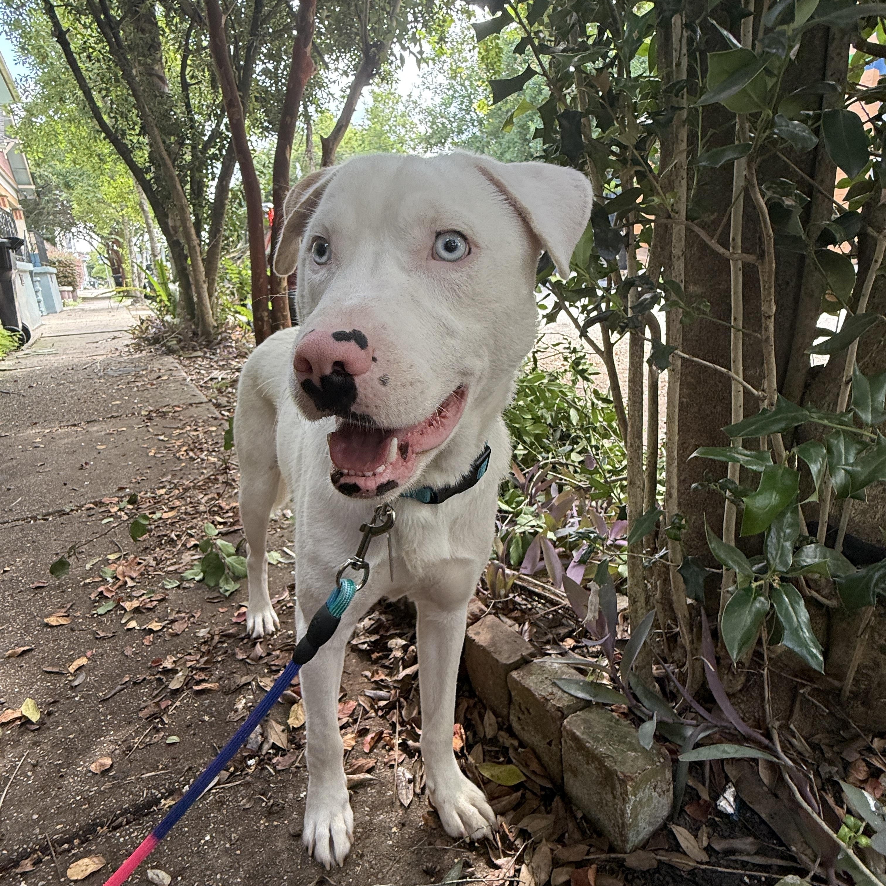 Enlarge Enzo, a Adoptable mixed breed in New Orleans, LA image 2/6