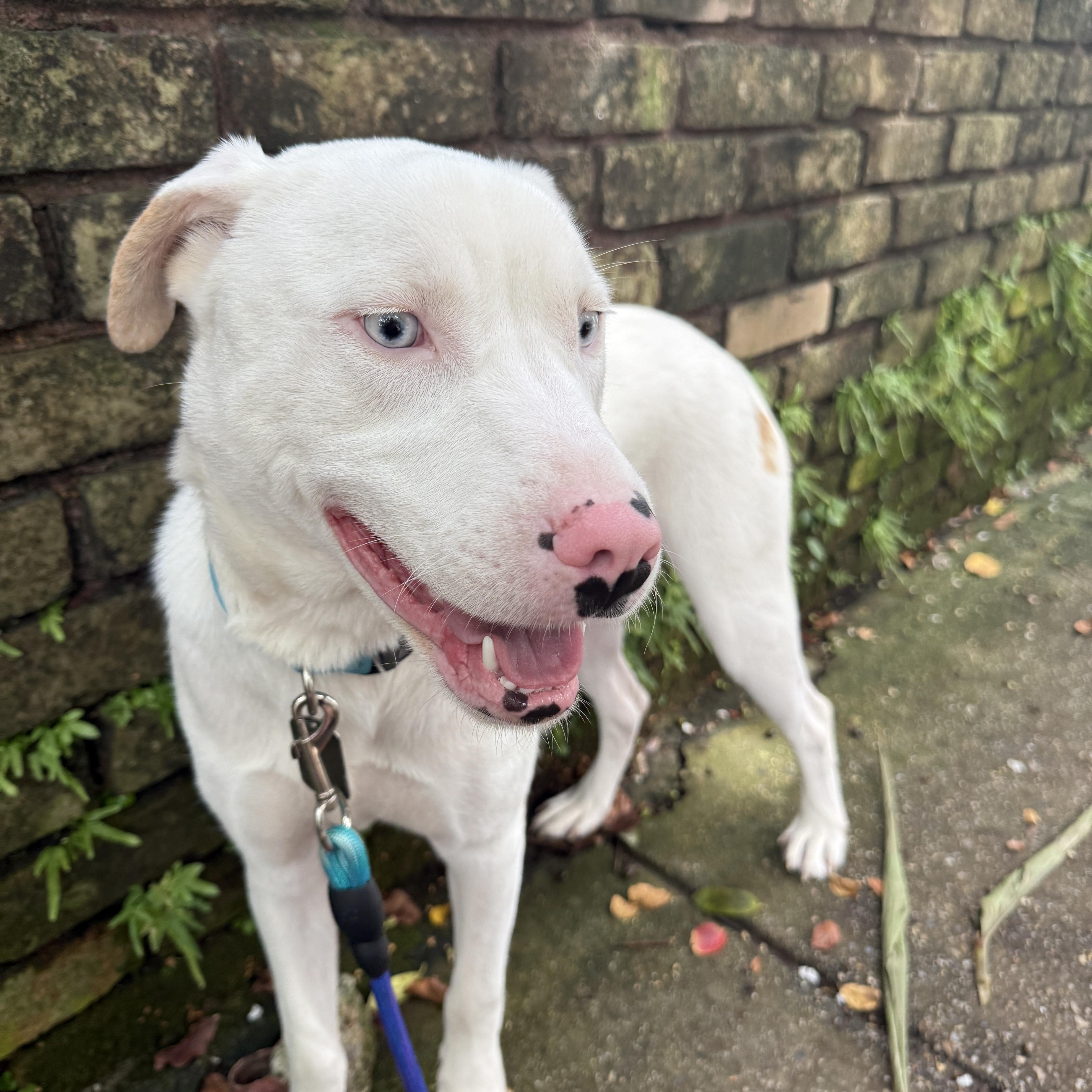 Enlarge Enzo, a Adoptable mixed breed in New Orleans, LA image 4/6