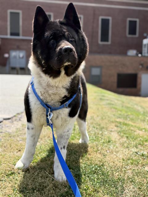 KOBE, Adoptable, Adult Male Akita.
