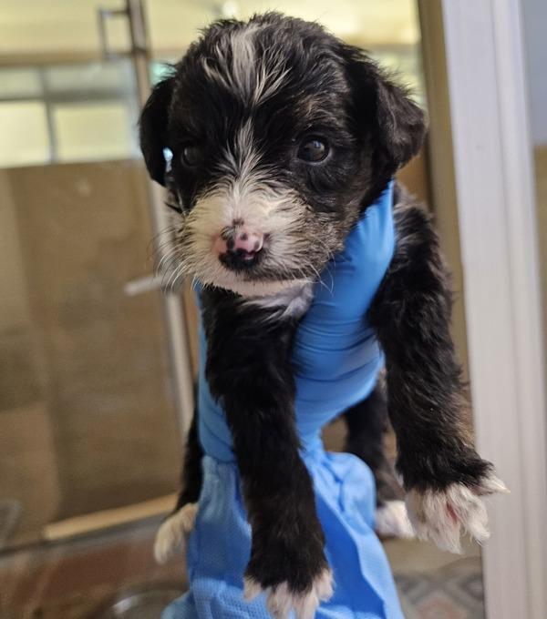 Enlarge Dorothy, a Adoptable mixed breed in Kennewick, WA image 1/3