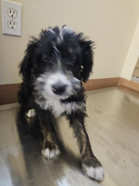 Enlarge Dorothy, a Adoptable mixed breed in Kennewick, WA image 2/3