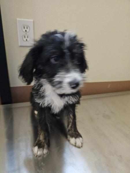 Enlarge Dorothy, a Adoptable mixed breed in Kennewick, WA image 3/3