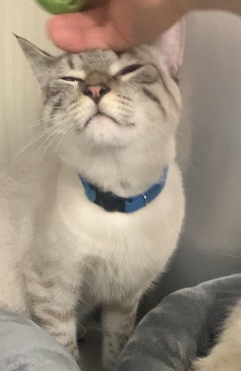 Enlarge Trigger, a Adopted Siamese in Baton Rouge, LA image 1/3