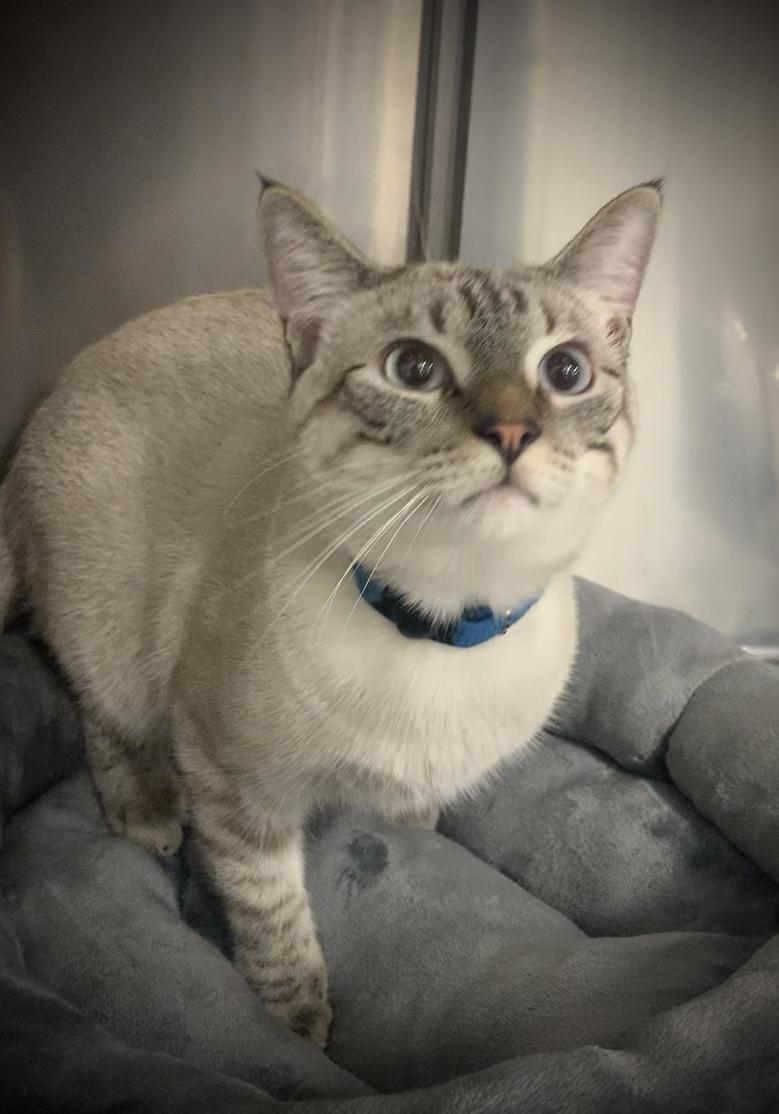 Enlarge Trigger, a Adopted Siamese in Baton Rouge, LA image 2/3