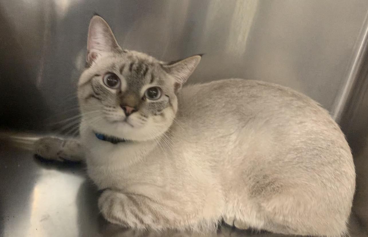 Enlarge Trigger, a Adopted Siamese in Baton Rouge, LA image 3/3