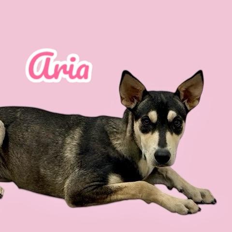Aria, Adoptable, Young Female Husky & Mixed Breed.