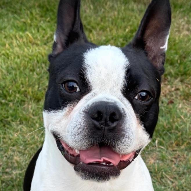 Enlarge Oreo, a Adoptable Boston Terrier in Oceanside, NY image 1/3